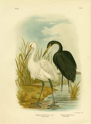 Garceta inmaculada o garceta común, 1891